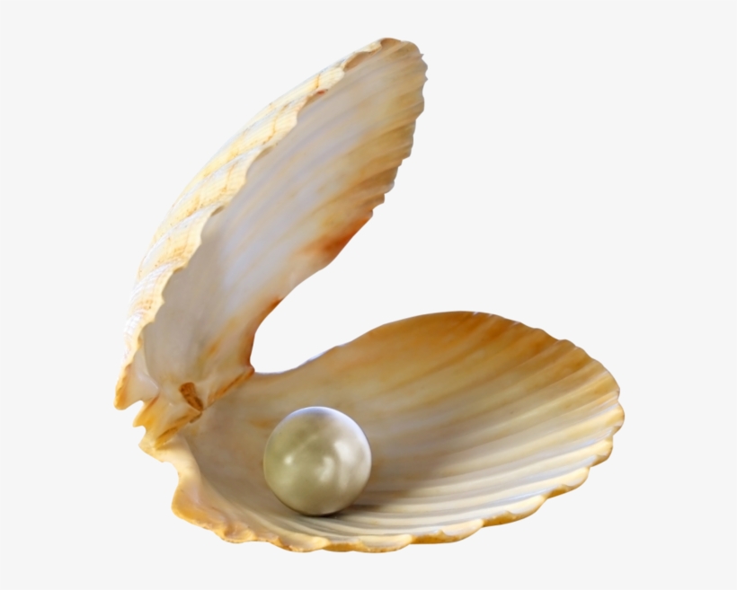 Go To Image - Seashells Png, transparent png download