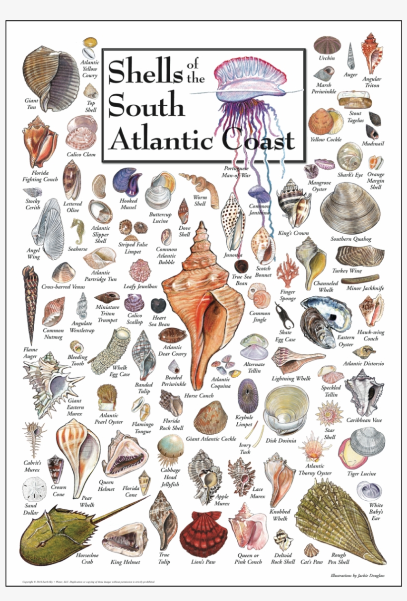 Shopping Cart -  -  - Types Of Seashells Atlantic Coast, transparent png download