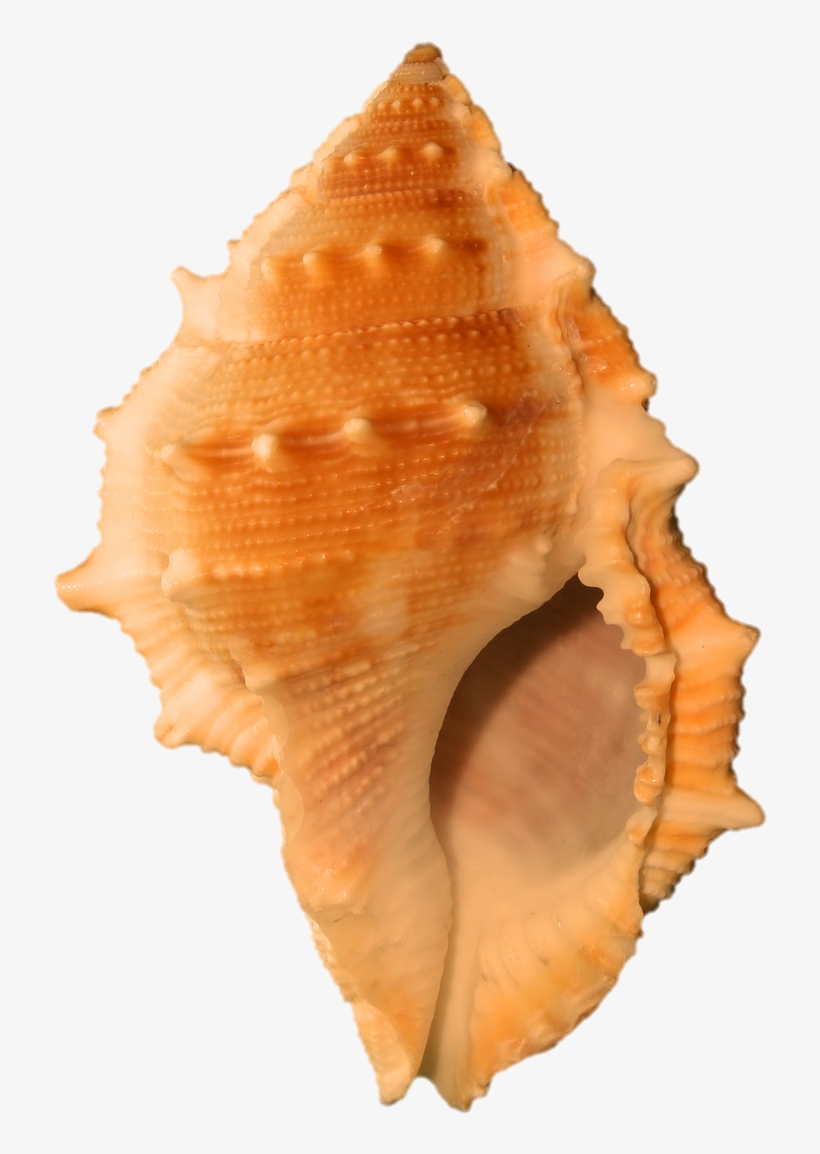 Orange Seashell, - Lovely Seashell Journal: 150 Page Lined Notebook/diary, transparent png download