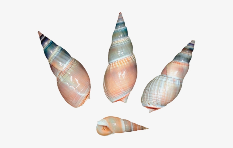 0, - Sea Snail Shell Png, transparent png download
