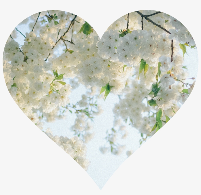 Heart, transparent png download