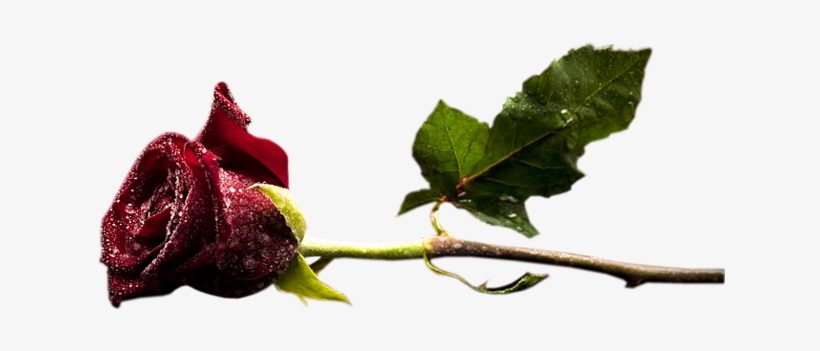 Red Rosebud Cliparts - Tube Rose Rouge Png, transparent png download