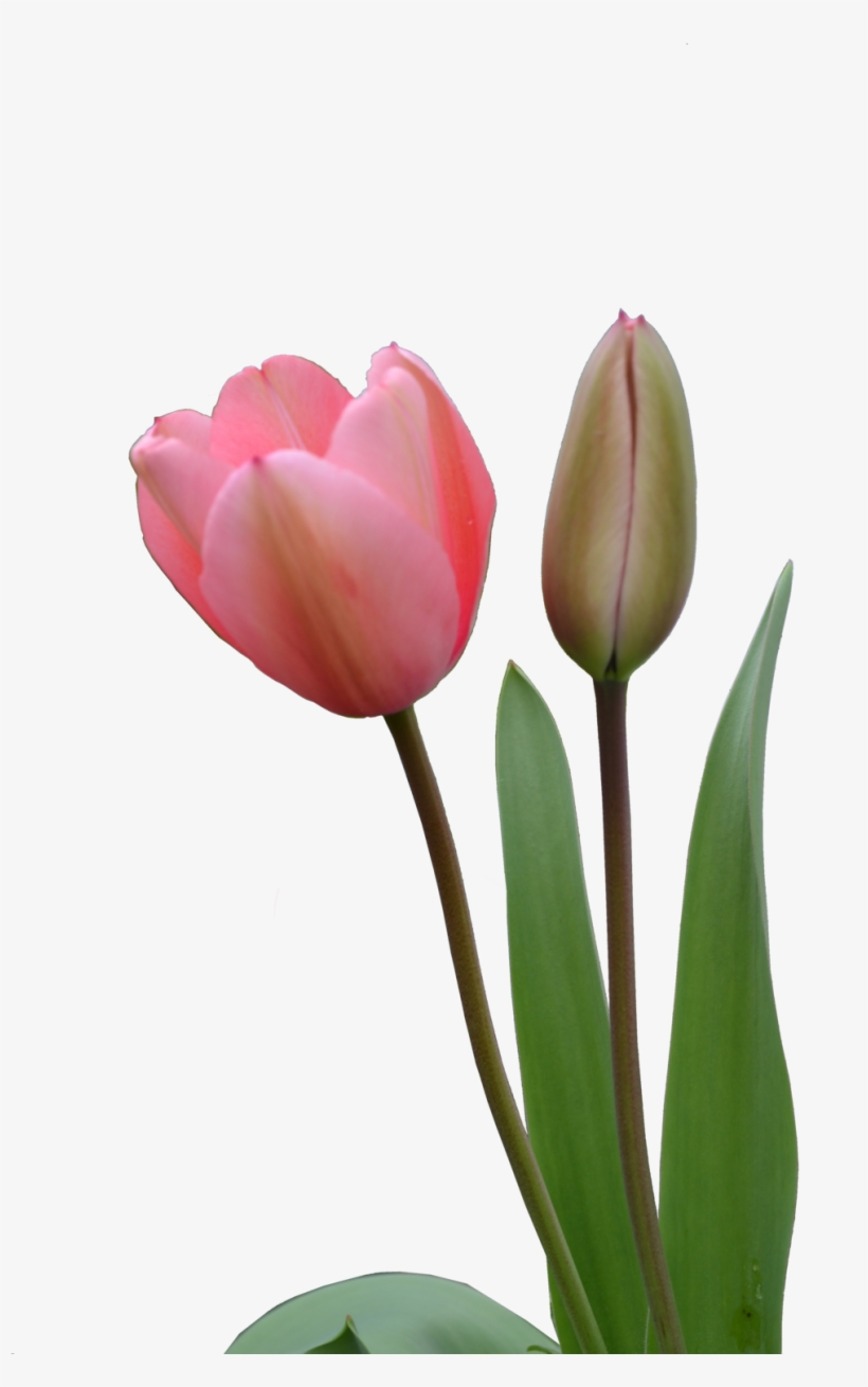 Type Big - Tulip, transparent png download