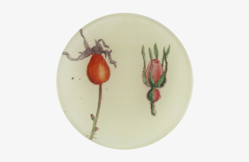 Rose Bud - Tulip, transparent png download