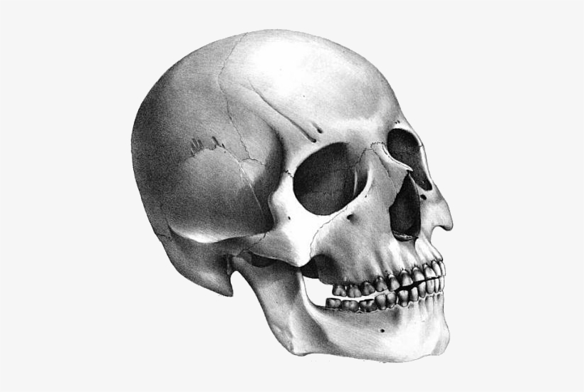 Transparent Skull Png, transparent png download
