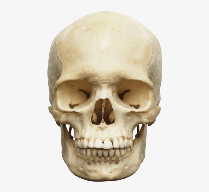 Free Png Skull Png Images Transparent - Skull Of Human Body, transparent png download