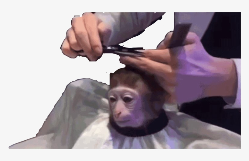 Clip Art Free Stock Maqauqe Haircutmonkey Haircutfreetoedit - So Basically Im Monkey, transparent png download