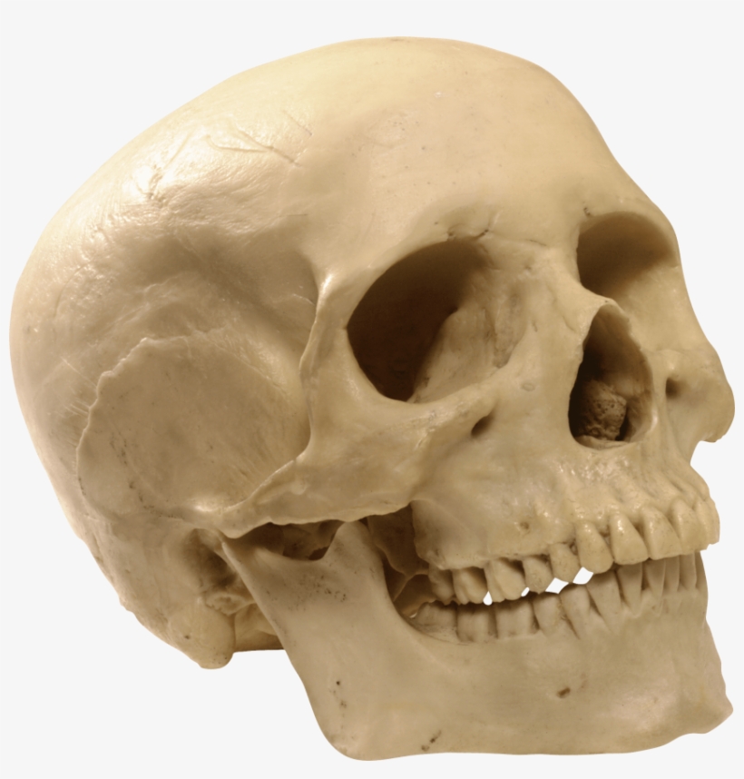 Free Png Skeleton, Skull Png Images Transparent - Model Of A Skull Puzzle, transparent png download
