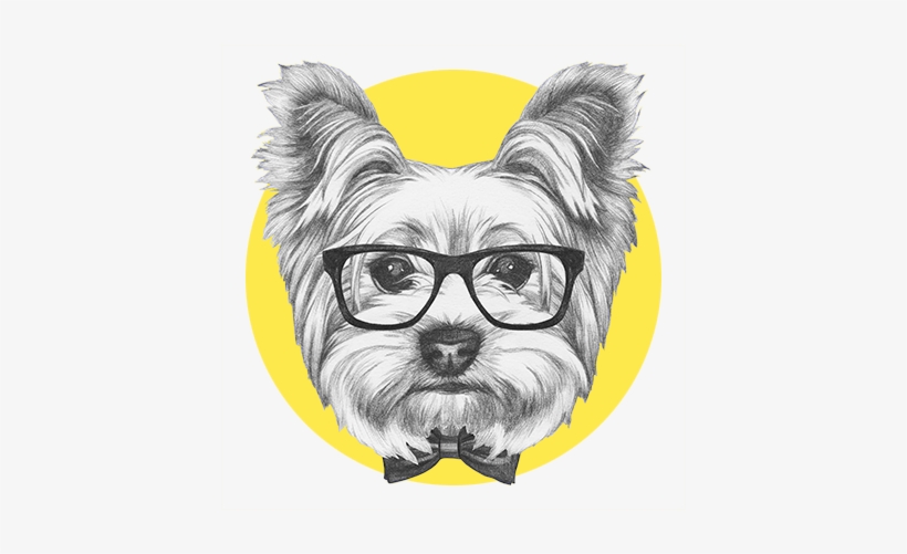 Dog Grooming Regina7 - Yorkshire Terrier Drawing, transparent png download