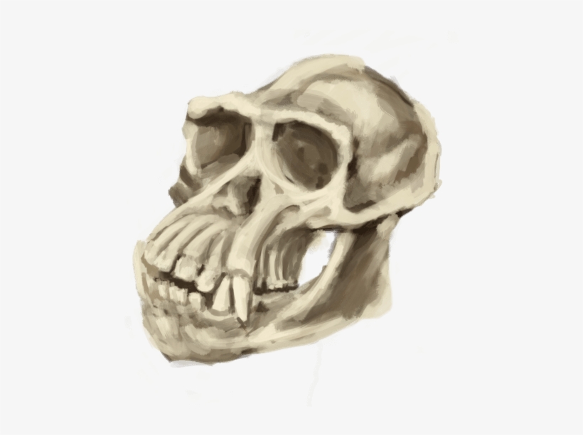 Pledge $20 Or More Per Month - Skull, transparent png download