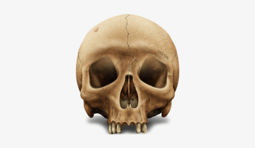 Brown Skull - Mô Hình Đầu Lâu, transparent png download