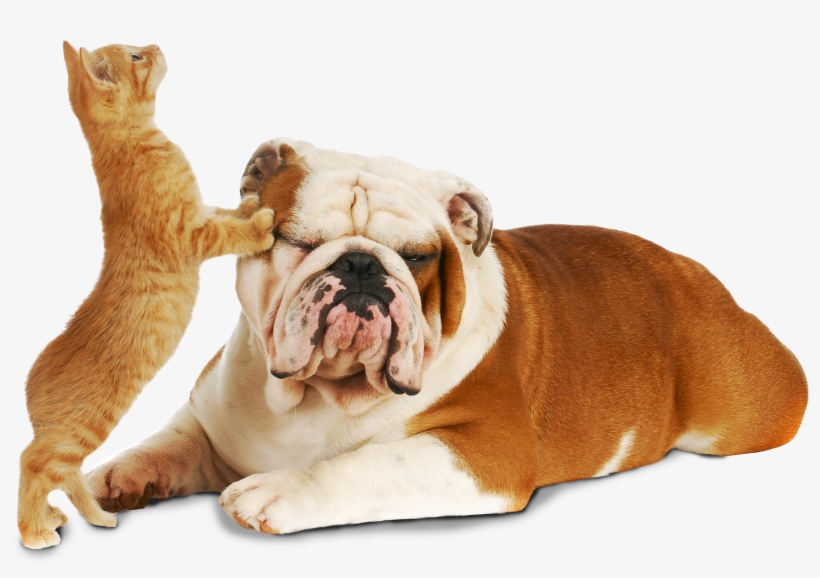 Cat And Dog - Young Living And Animals, transparent png download