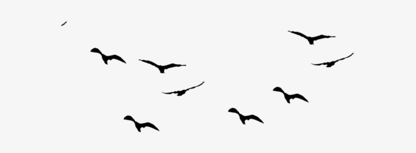 Tumblr Static Tumblr Static 5g3dyi35cn0gsckw84s48ko4 - Flock, transparent png download