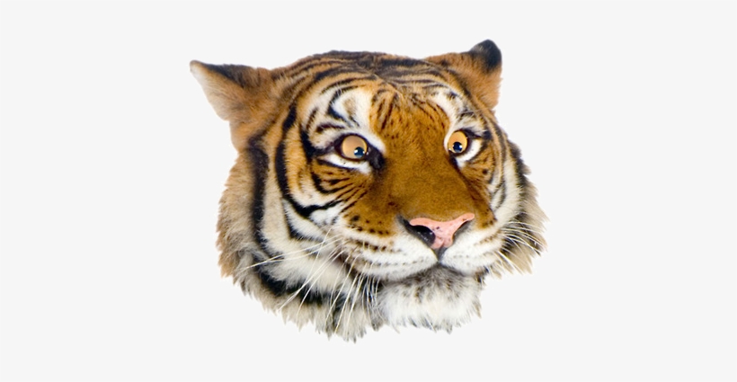 Grft Suggestive Face - Dunrobin Castle, transparent png download