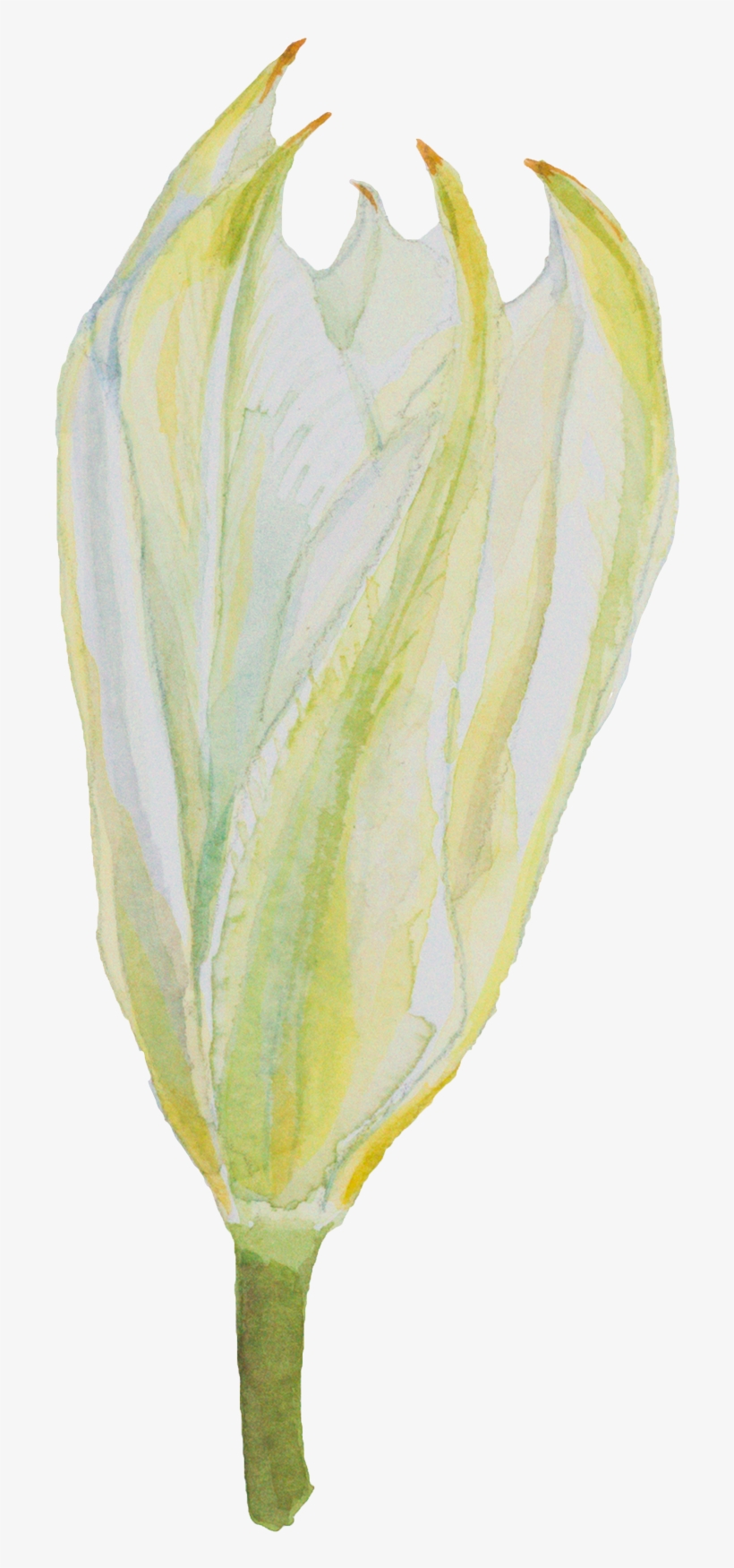 Tulip Hand-painted Watercolor Decorative Transparent - Watercolor Painting, transparent png download