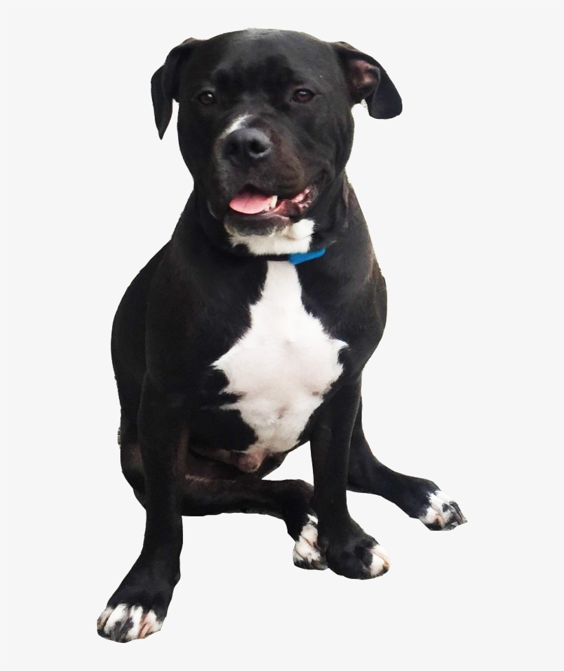 Harvey The Pitbull - Pitbull Png, transparent png download