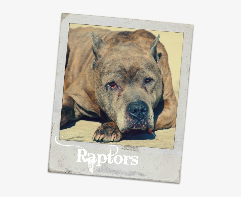 Senior Pit Bull - Dog, transparent png download
