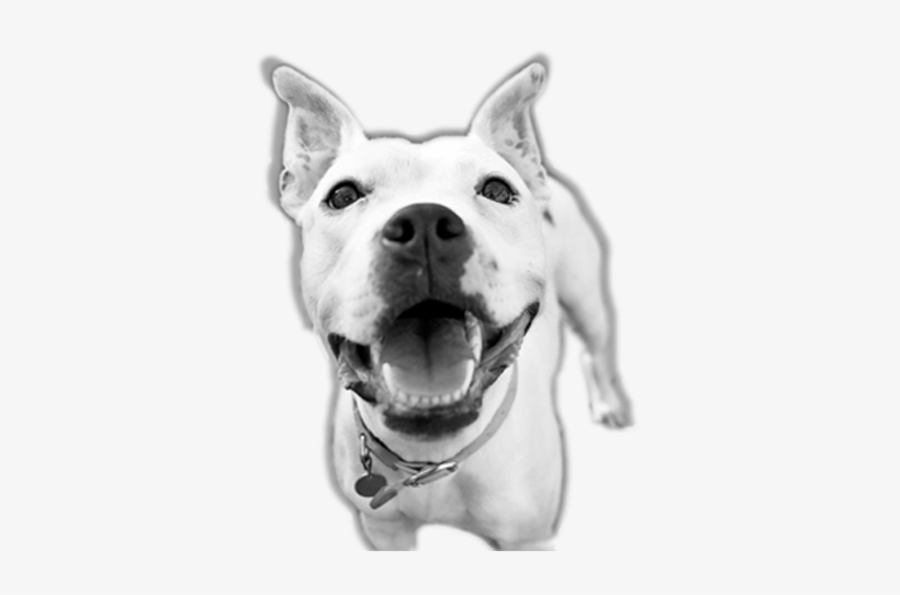 New Does Your Dog Have What It Takes To Become A Canine - Pit Bull, transparent png download
