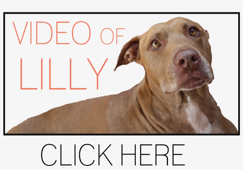 Dog, transparent png download