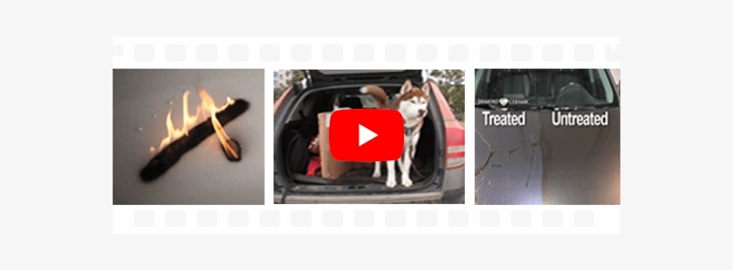 Click The Play Button Above To Watch The Video - Companion Dog, transparent png download