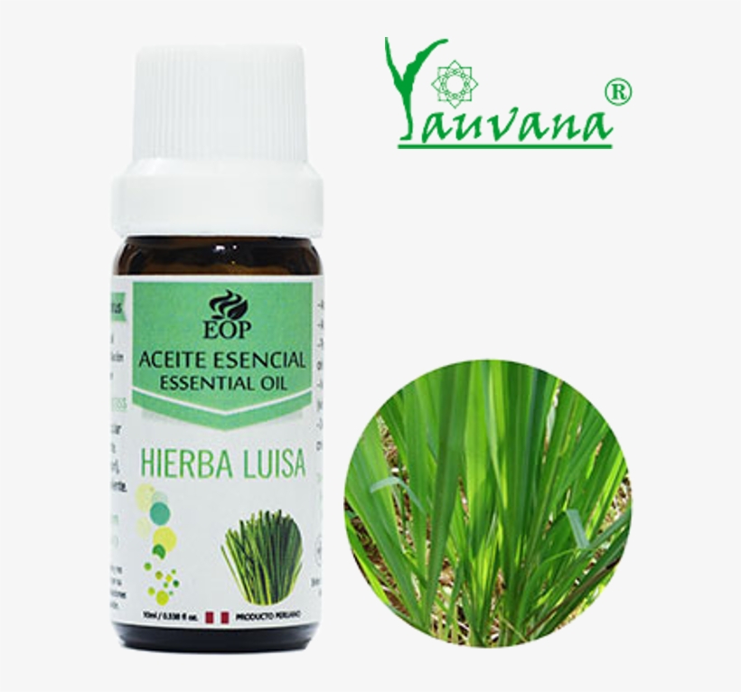 Aceite Esencial De Hierba Luisa / Lemongrass 100% Puro - Easy To Grow Bulbs 14407-01 Lemon Grass, transparent png download