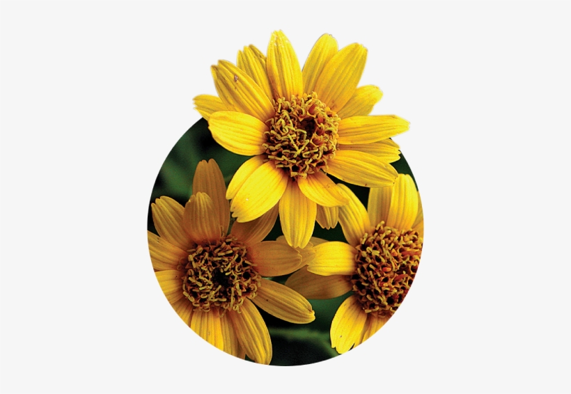 También Conocida Popularmente Como Tabaco De Montaña - Sunflower, transparent png download