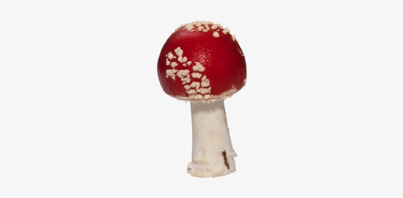 Fly Agaric, transparent png download