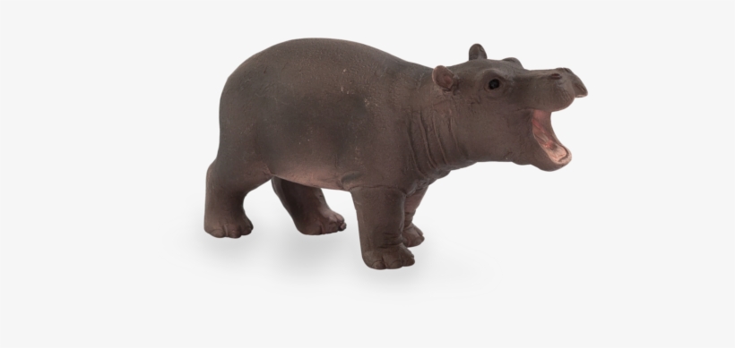 Hippo Baby - Mojo Hippo Baby, transparent png download