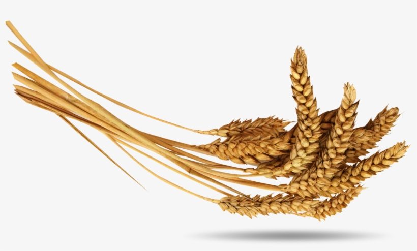 Download Transparent Png - Колосья Пшеницы Пшеница Png, transparent png download