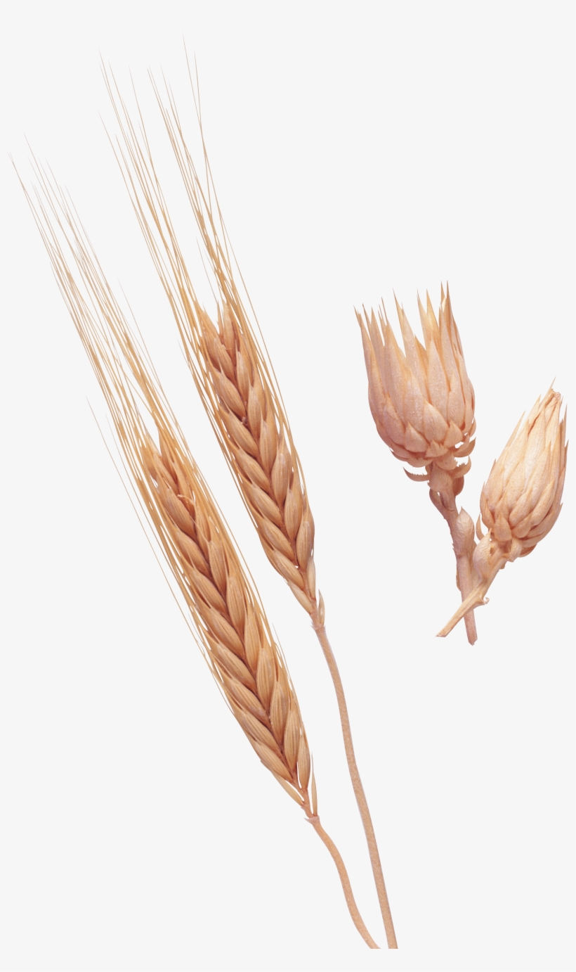 Grieg: Sym In C / Goldmark: Rustic Wedding Sym - Cd, transparent png download