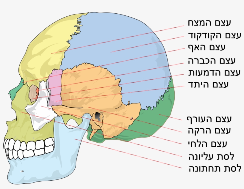 Human Skull Side Bones Heb - Bones Of The Skull, transparent png download