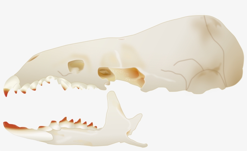 Open - Sorex Skull, transparent png download
