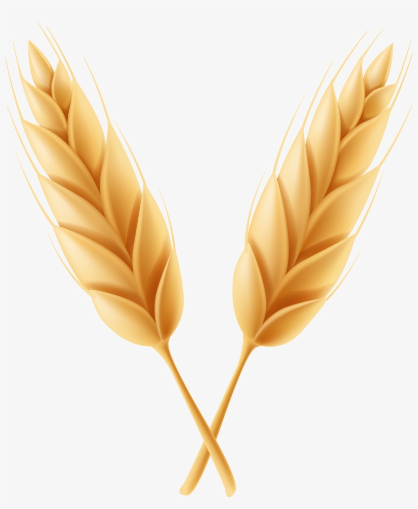 Wheat Transparent Png, transparent png download