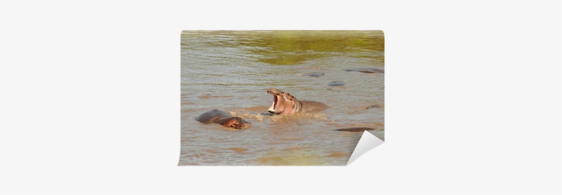Hippopotamus, transparent png download