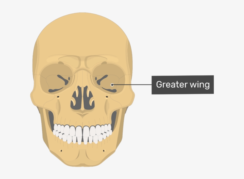 It Is Quadrilateral-shaped And Forms A Portion Of The - Vomer Bone, transparent png download