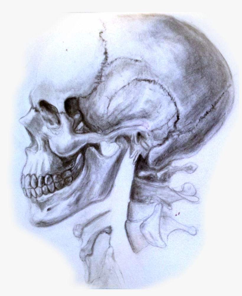 Sara's Biomedical Visualizations - Sketch, transparent png download