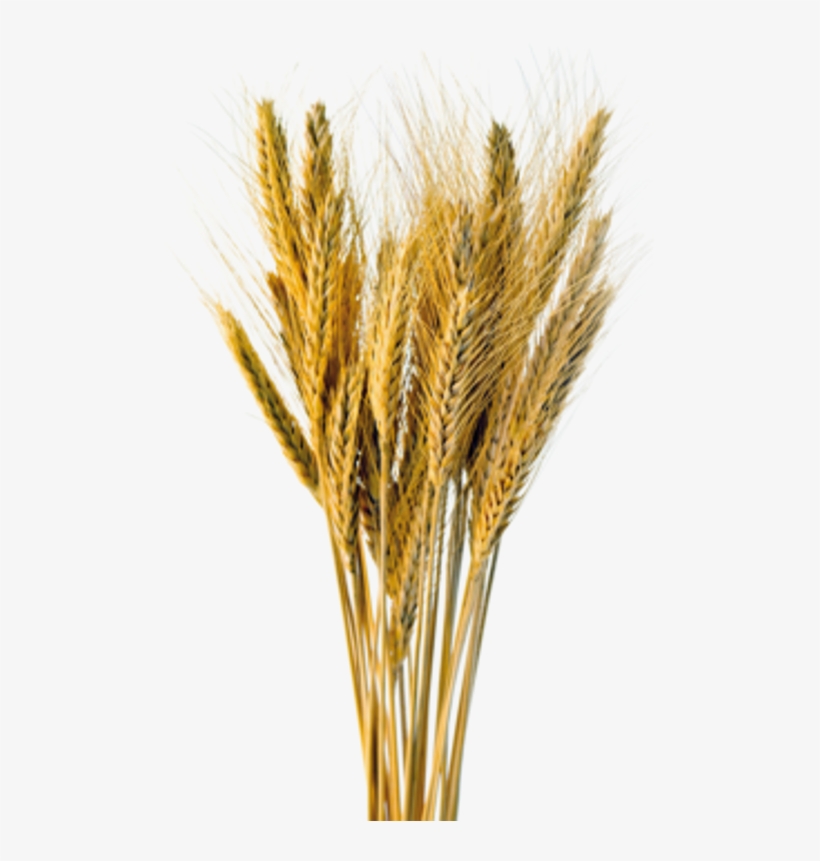 Inshare - Triticale, transparent png download