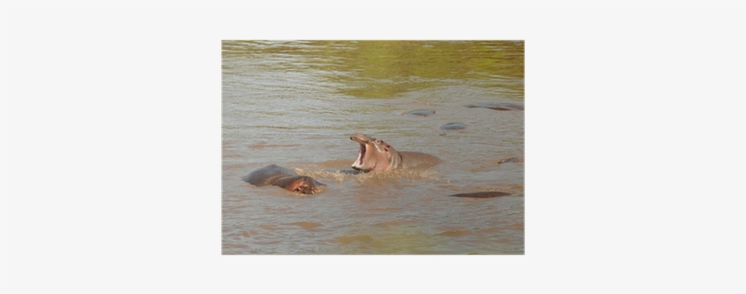 Hippopotamus, transparent png download