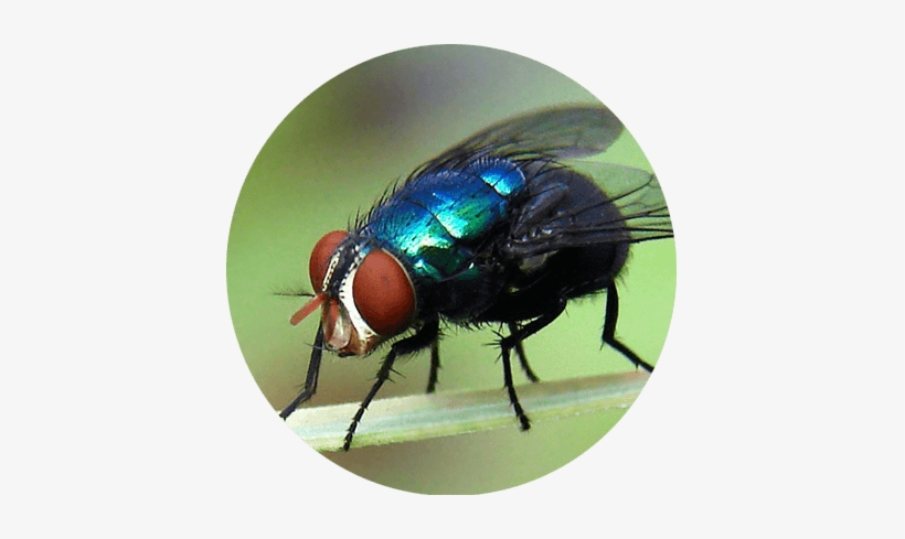 Serviço De Controle De Moscas Em Belo Horizonte - Miíase Primária E Secundária, transparent png download