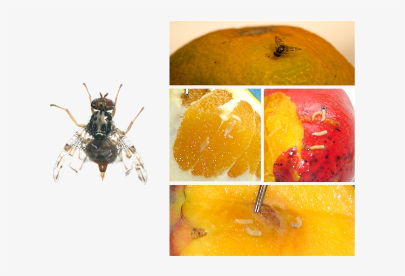 Adulto Y Daños De Ceratitis Capitata - Moscas De La Fruta Anastrepha Spp Ceratitis Capitata, transparent png download
