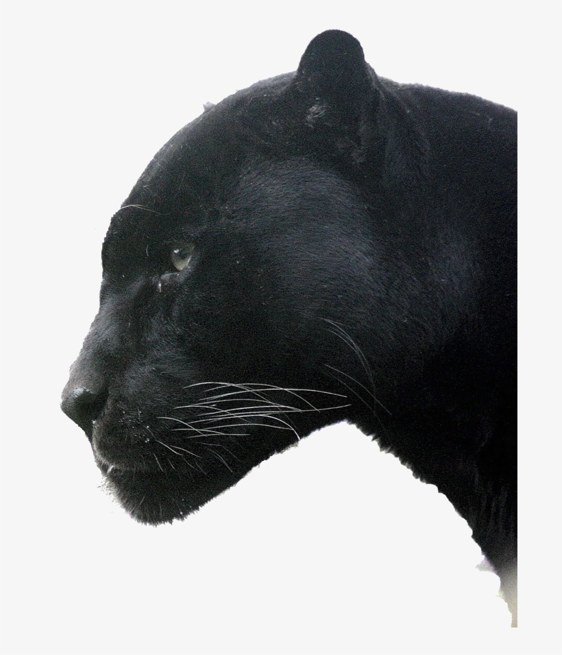 Panther Trans Head - Woodlawn High School, transparent png download
