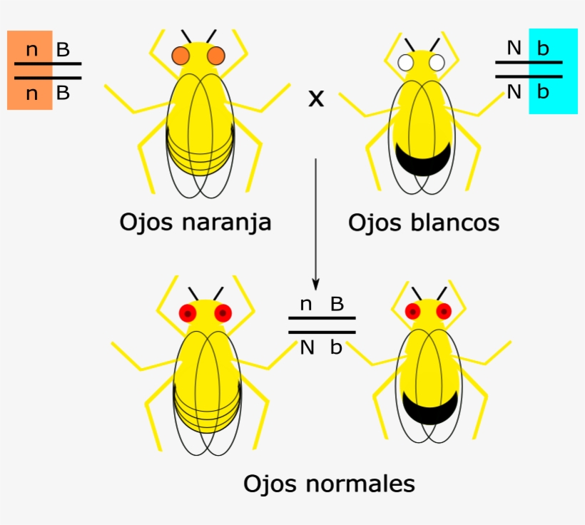 Drosophila Genoma - Fruit Flies, transparent png download