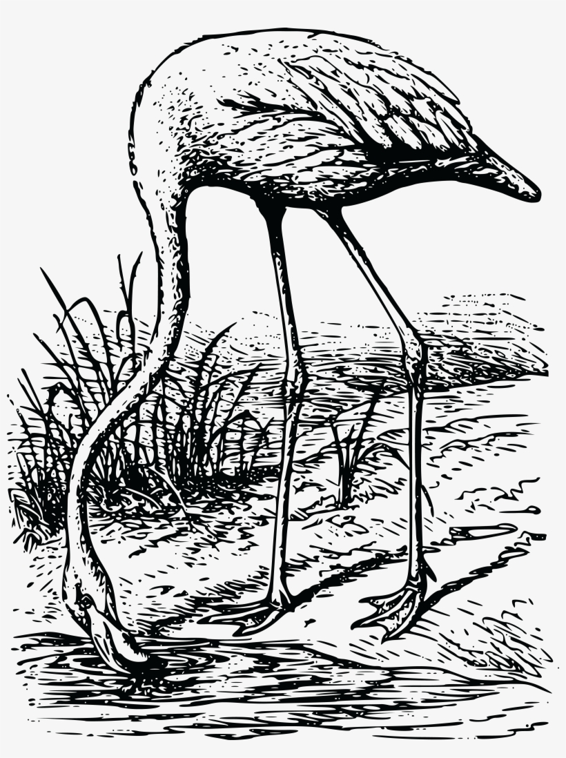 Free Clipart Of A Flamingo - Shorebird, transparent png download