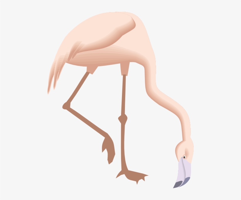 Flamingo Bending Down, transparent png download