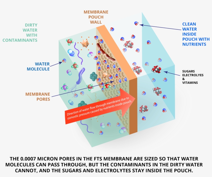 0007 Micron Pores In The Fts Membrane Are Sized So - Graphic Design, transparent png download