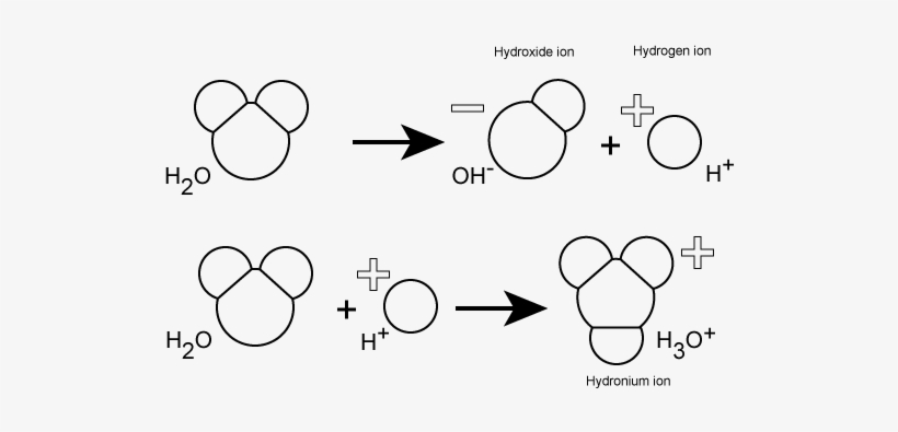 Water Spontaneously Dissociates Into A Proton And Hydroxyl - Water, transparent png download