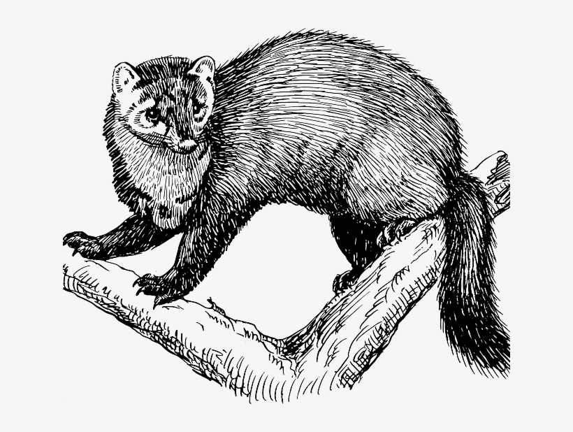 Fisher Animal Black And White, transparent png download