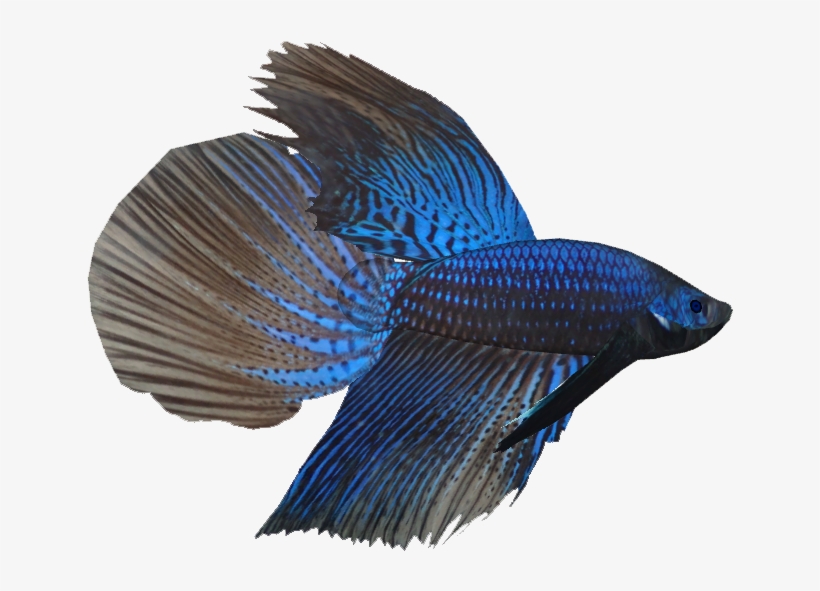 Betta M 1 - Fresh Water Tropical Fish, transparent png download