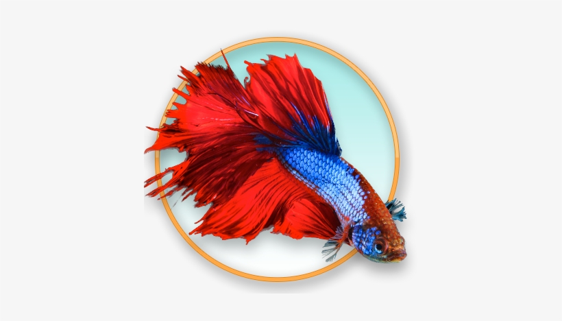 Art, transparent png download