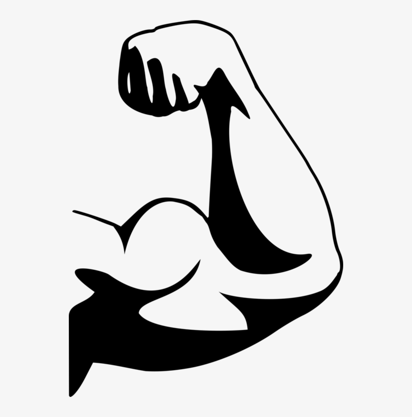 Biceps Muscle Forearm Human Body - Muscle Clip Art, transparent png download